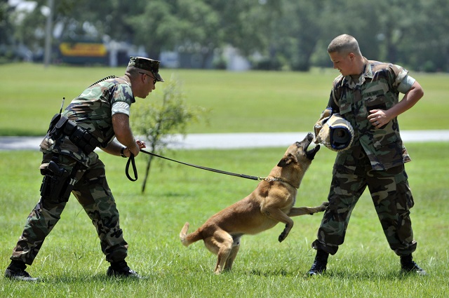 Resultado de imagem para Pastor-belga_Malinois