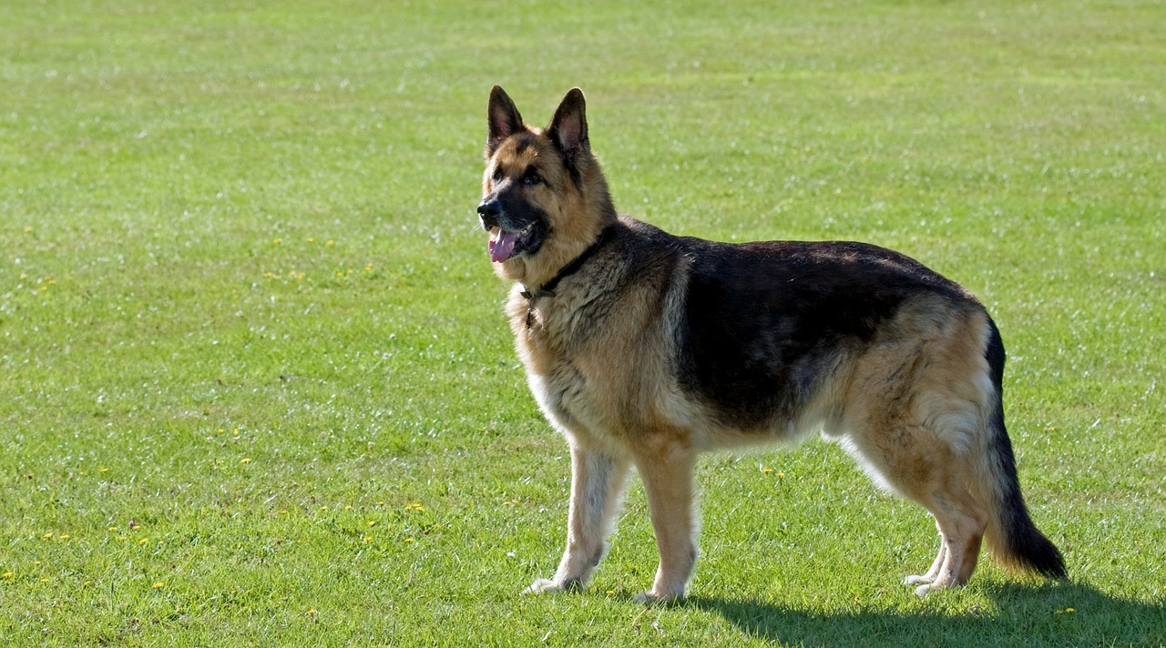 pastor aleman puppy 191 diferencias entre el pastor belga malinois y el pastor alem 225 n pastor belga club pastor aleman puppy 191 diferencias entre el pastor belga malinois y el pastor alem 225 n pastor belga club