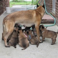 Pastora Belga Malinois y su camada