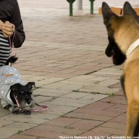 Malinois socializado